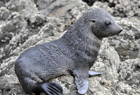 102017 Seal NZ fur.jpg